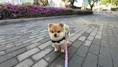 Hodu, el pomerania valiente que protege las calles de Seúl como parte de un programa de patrulla canina