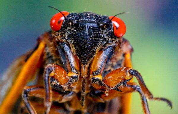 2024 cicada map: See where Brood XIX, XIII cicadas are emerging around the US