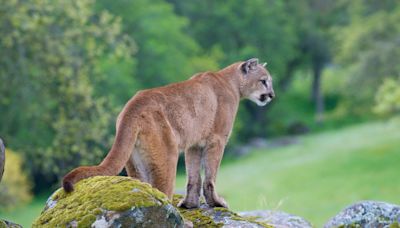 California county creates mountain lion protocols after increased number of sightings