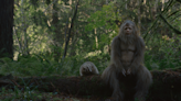 ‘Sasquatch Sunset’ Bigfoots 800+ Screens In Week 2 Expansion: “It’s A Wildcard” – Specialty Preview