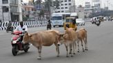Greater Chennai Corporation plans to ban cattle in city’s congested localities