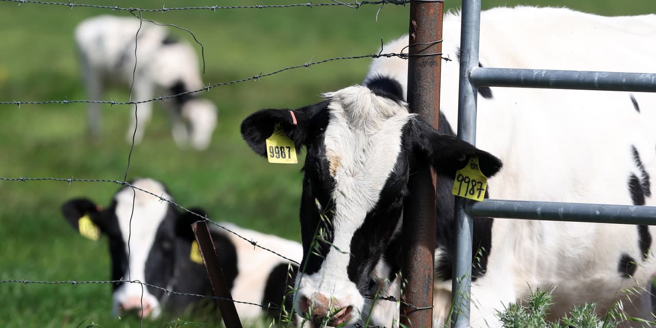 Dairy Farmers Are Still Reluctant to Report Suspected Avian Flu