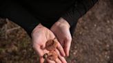 Curious about mushroom foraging? It's an 'exceptionally good' year to start in SoCal