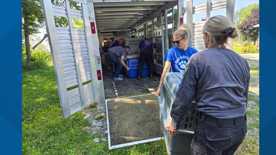 ARL: Breeder surrenders license in Boone County, 46 more dogs recovered