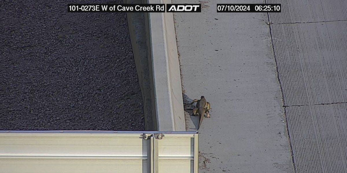 Monitor lizard escapes Arizona troopers during attempted freeway rescue