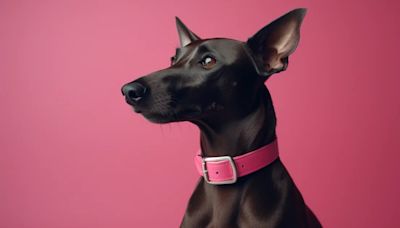 Razas de perros: características y necesidades del Xoloitzcuintle