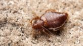 This Florida city ranks among 2024′s worst cities for bed bug infestations