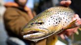 From terrific to horrible, fishing reports a mixed bag