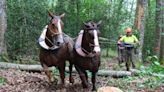 El proyecto Fortexval para generar biochar desarrolla en el Saja su primera prueba piloto con caballos de carga