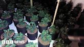 Yaxley: Cannabis worth £250K found after tip-off from public
