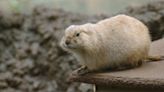 Rare white groundhogs spotted in Lynchburg