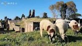 Ovelhas usadas para "cortar" vegetação em Pompeia