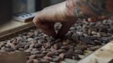 Cocoa Drops 11% Following Three-Day Rally in Volatile Market