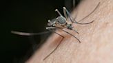 Iberia Parish starts aerial mosquito spraying after recent rains