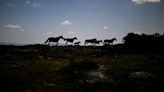 España y Portugal reclutan bisontes y caballos garranos para reducir el riesgo de incendios