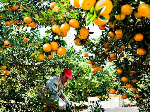 Could other fruits be added to orange juice amid orange shortages?