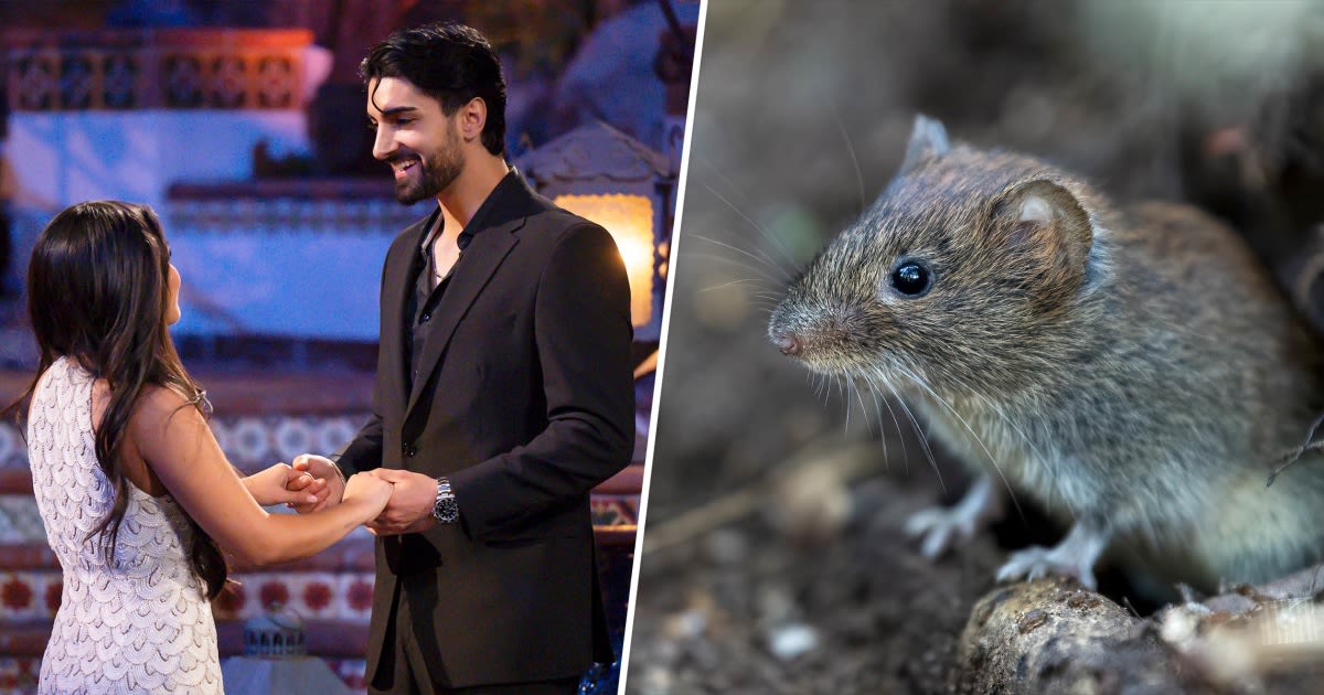 Eagle-eye fans spot multiple rats in 'Bachelorette' premiere. Yes, really