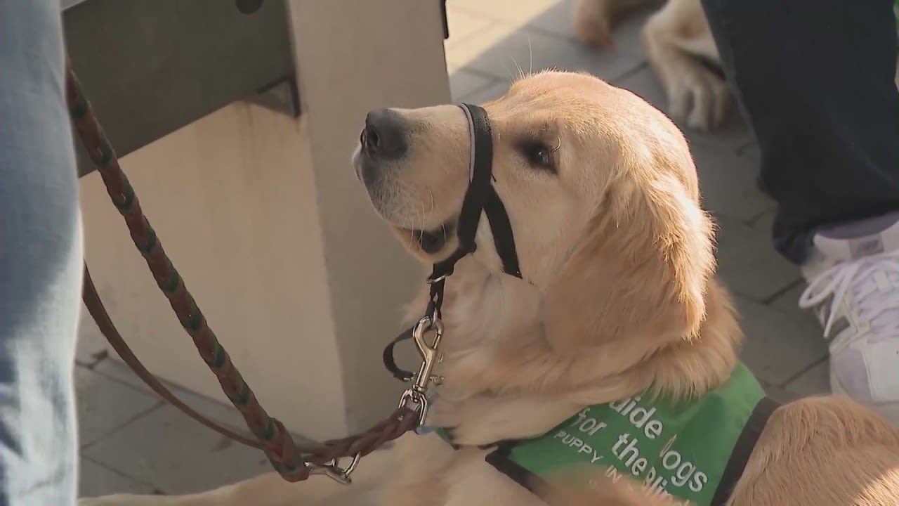 How do service dogs help people with PTSD?