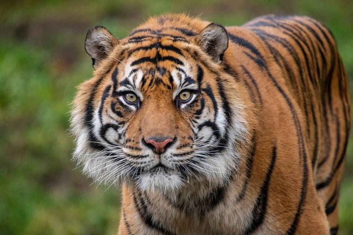 Point Defiance Zoo euthanizes 13-year-old endangered tiger. Sanjiv ‘is greatly missed’