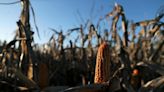 Clima helado en Argentina en próximos días ayudaría lucha contra chicharritas: Bolsa Cereales Buenos Aires