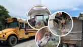 36 Animals Including Bull, Chickens Rescued From School Bus Trailer In Adams County: SPCA