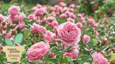 When is it too late to prune roses? Advice from a rose expert
