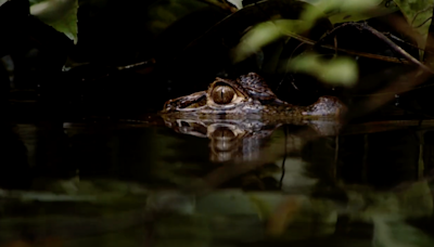 'Naked and Afraid XL' Survivalists Face off Against a Massive Caiman in Exclusive Sneak Peek