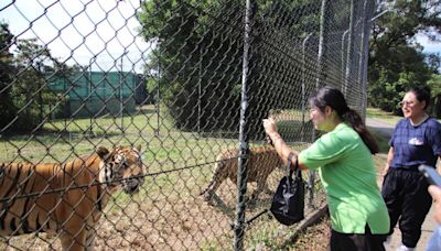 只隔圍網對望 六福村遊客自駕探訪老虎、獅子猛獸區