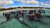 43 whales euthanised after re-stranding in Western Australia