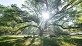 How ‘Where the Crawdads Sing’ Director Olivia Newman Brought the Marsh to Life in Louisiana