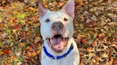 'Happy, Silly' Chino Finally Adopted After Lonely Year in North Carolina Shelters