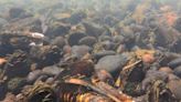 Mussel harvesting is closed along entire Oregon Coast; clamming closed in some areas