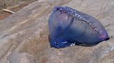 Las carabelas portuguesas (que no medusas) amenazan las playas asturianas: qué son, cómo distinguirlas y qué hacer si te pican