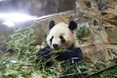 Tian Tian (male giant panda)