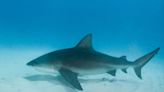 US state named global shark attack capital