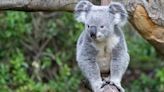 Brookfield Zoo to welcome koalas for first time ever