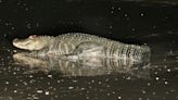Massive alligator lurking on Texas shores surprises beachgoers