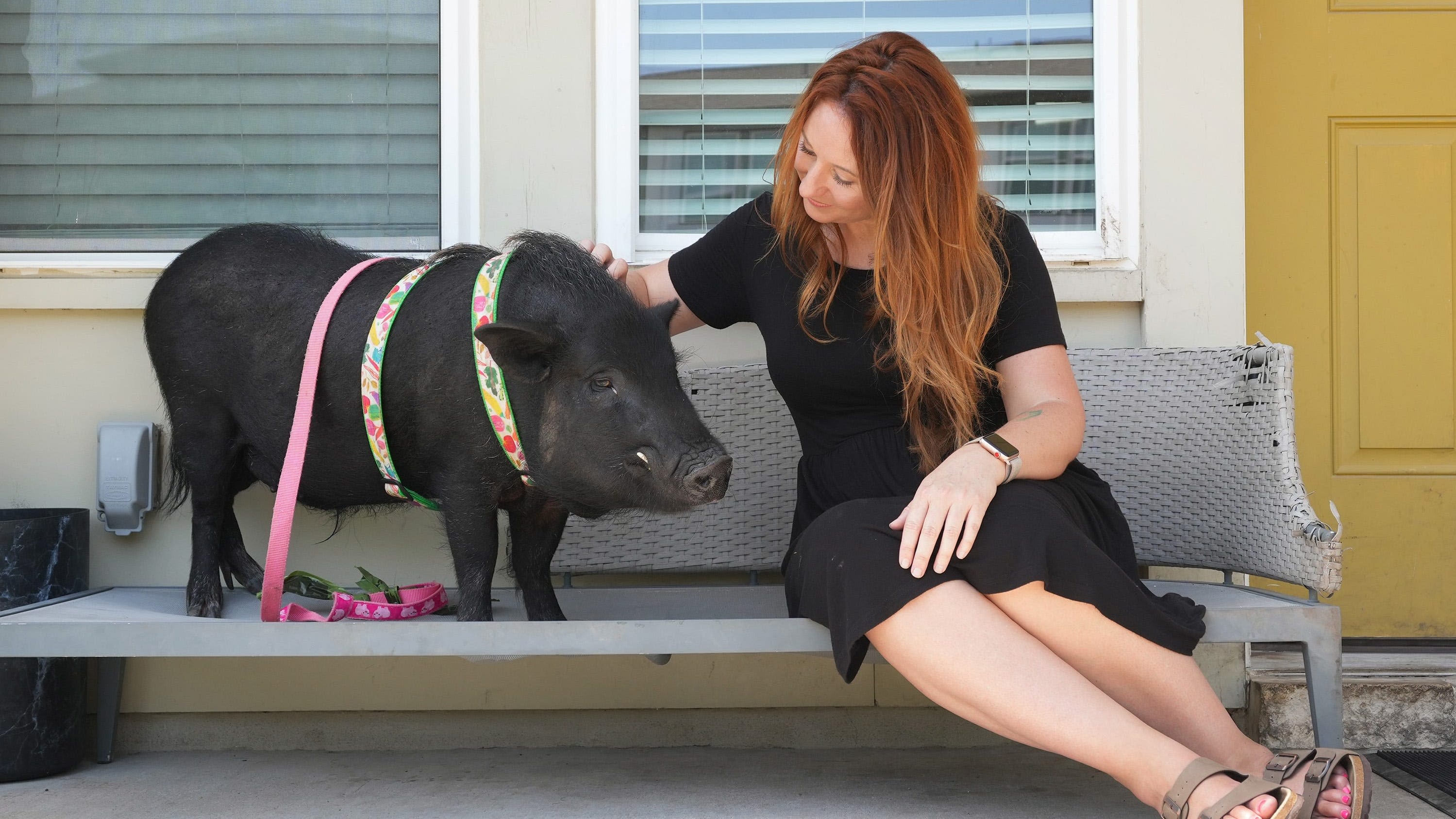 Pet pigs are growing in popularity. See a day in their life in photos.