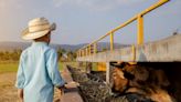 Watch: Little Boy Reunites with a Beautiful Cow Saved from Slaughter