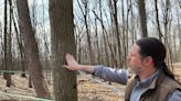 Maple producers in Rochester are experiencing a below-average harvest. What's causing it?