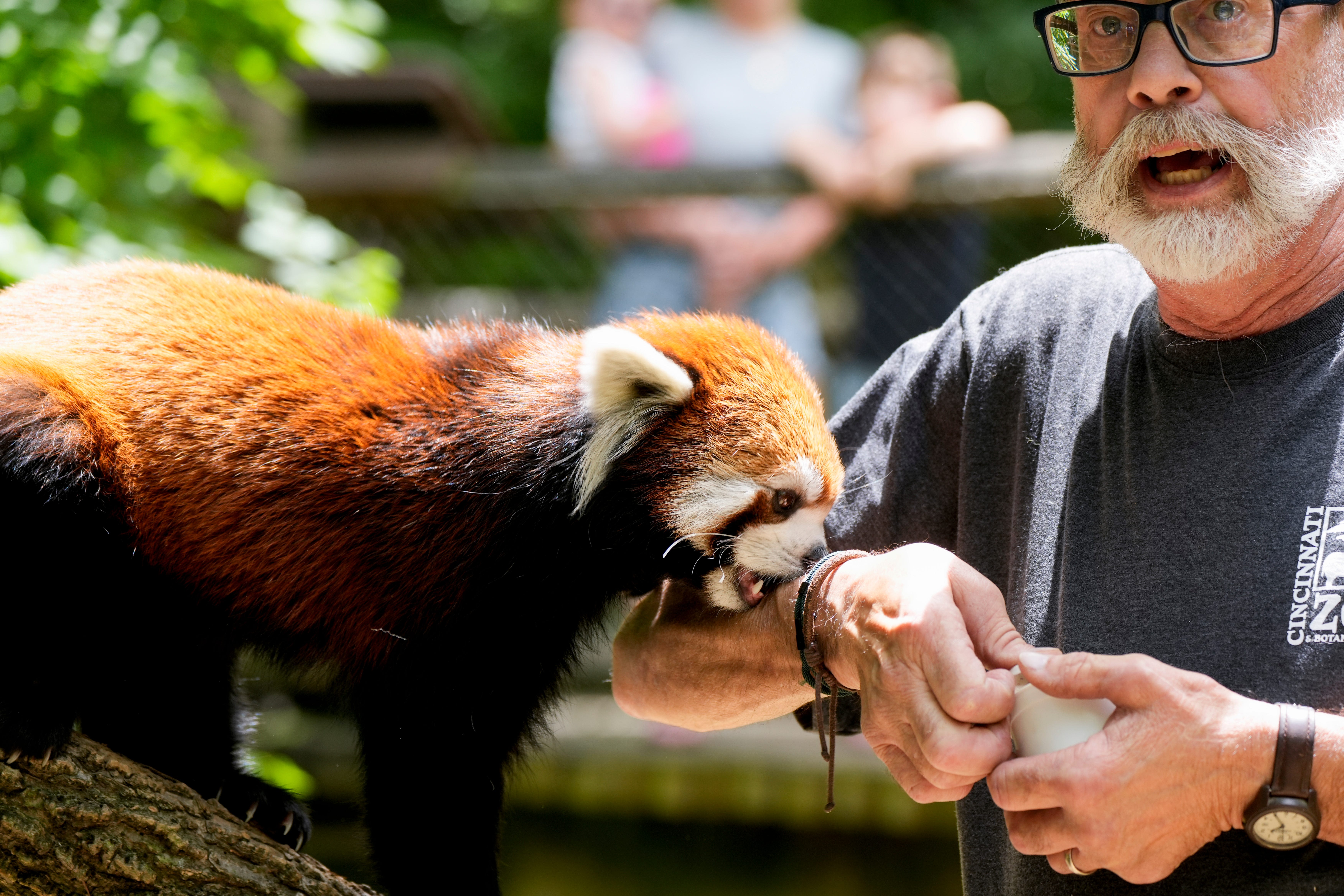 We met red pandas at the Cincinnati Zoo. I was terrified. Then I wasn't