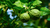 Bergamot is expanding beyond Earl Grey tea