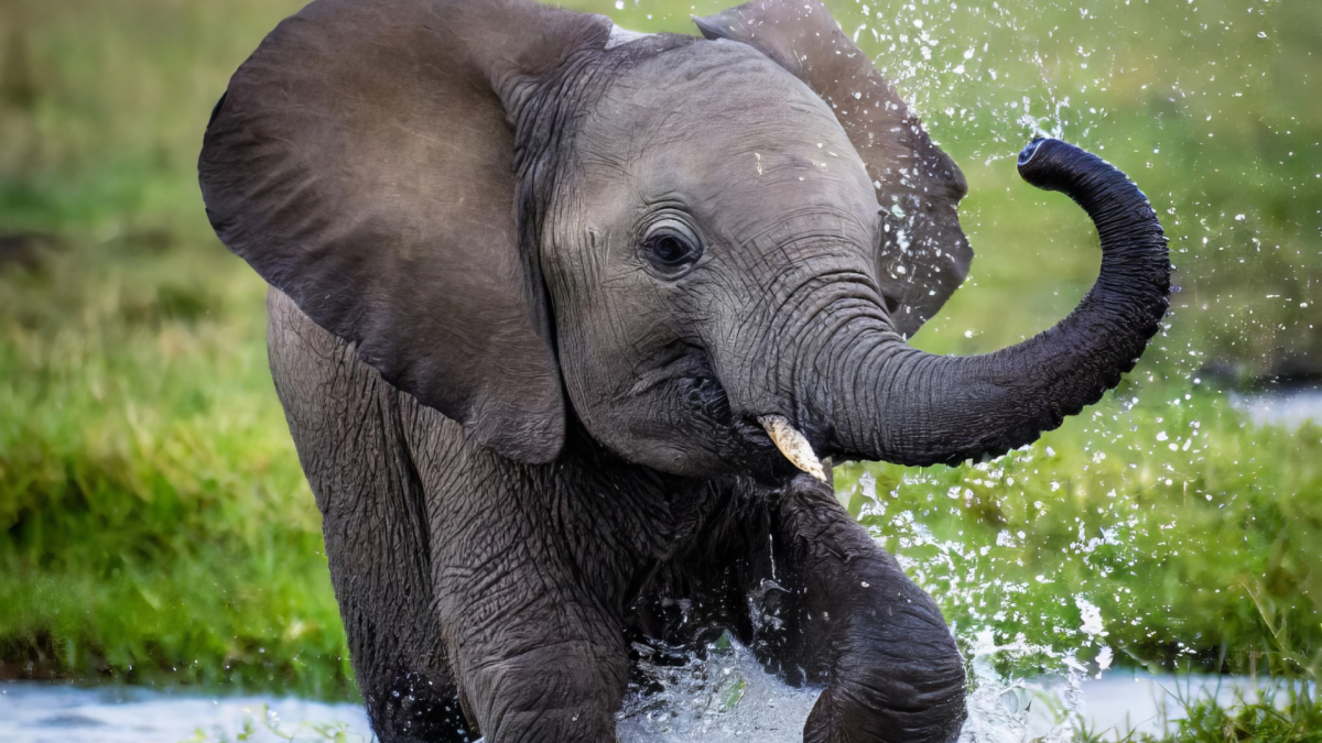 Baby Elephant Getting Pampered at the Toledo Zoo Is Beyond Precious