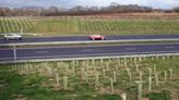 New study uncovers compelling potential of trees planted near highways: 'They can help reduce the severity of the problem'