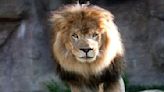 University of North Alabama announces passing of lion mascot, Leo III