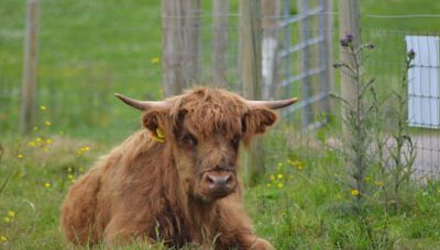 Lots of fun at Fermanagh Fun Farm's fifth anniversary!