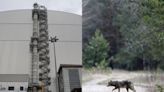 Wolves in the Chernobyl radiation zone developing resistance to cancer, says study