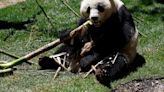 Madrid's zoo welcomes new giant panda bear couple