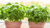 How To Grow Basil Indoors – For Fresh Year-Round Flavor