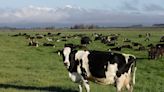 New Cornell research paving the way for reduced methane emissions from dairy farms